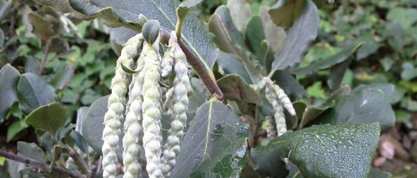 Close-up of plant