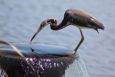 Close-up of a bird drinking water