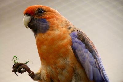 Close-up of parrot