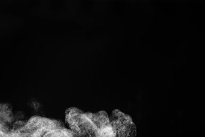 Close-up of flower against black background