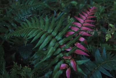 Close-up of plant