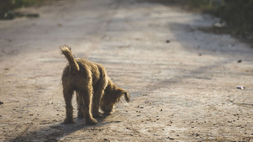 A small dog standing on the road
