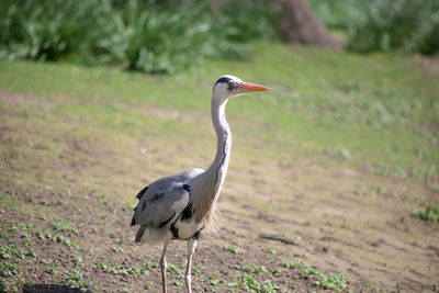 Bird perching on a field