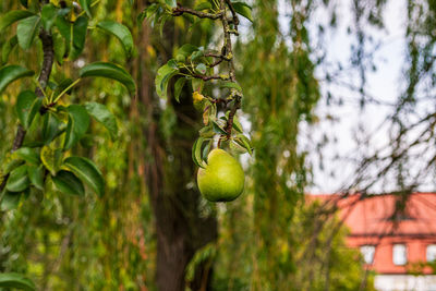 Close-up of fruit growing on tree