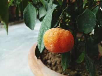 Close-up of orange fruit growing on tree