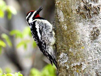 Close-up of bird perching on tree trunk