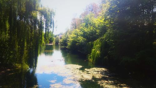 Scenic view of river amidst trees in forest against sky