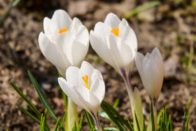 Close-up of white crocus flowers on field