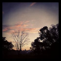 Silhouette of trees at sunset