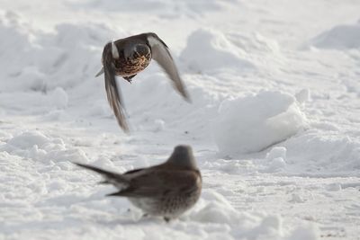 Bird in a snow