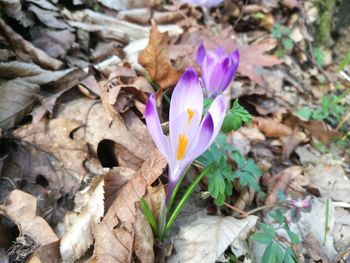 Close-up of purple crocus