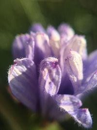 Close-up of purple flowering plant