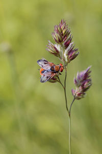 Close-up of insect on flower