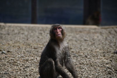 Monkey looking away in zoo