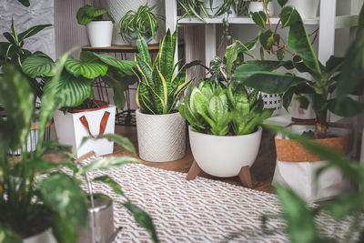 Potted plant on table at home