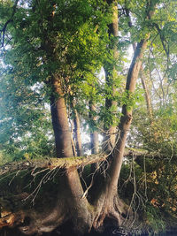 Low angle view of trees in forest