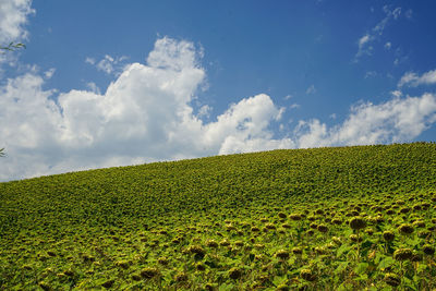 Scenic view of field against sky