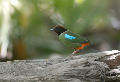 Close-up of bird perching on wood