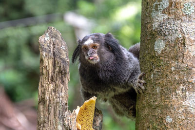 Close-up of monkey