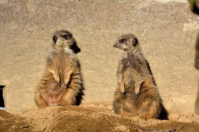 Close-up of meerkats