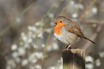 Close-up of bird perching on wood