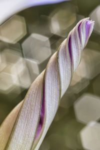 Close-up of flowers against blurred background