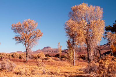 Trees on field against blue sky