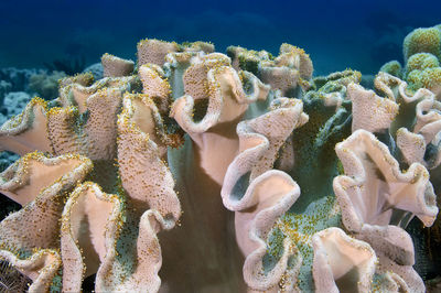 Close-up of coral in sea