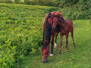 Horse grazing in a field