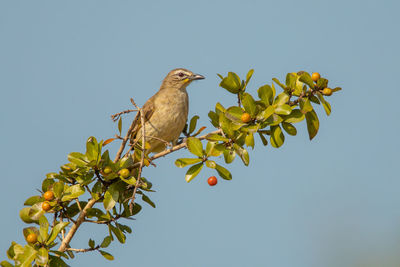 Bird perching on a tree