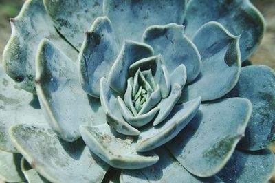 Close-up of flower