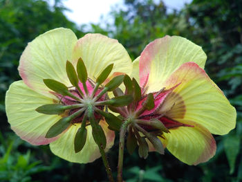 Close-up of pink flowering plant
