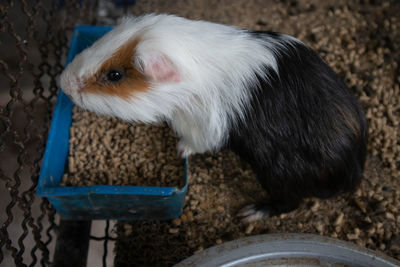 High angle view of a horse