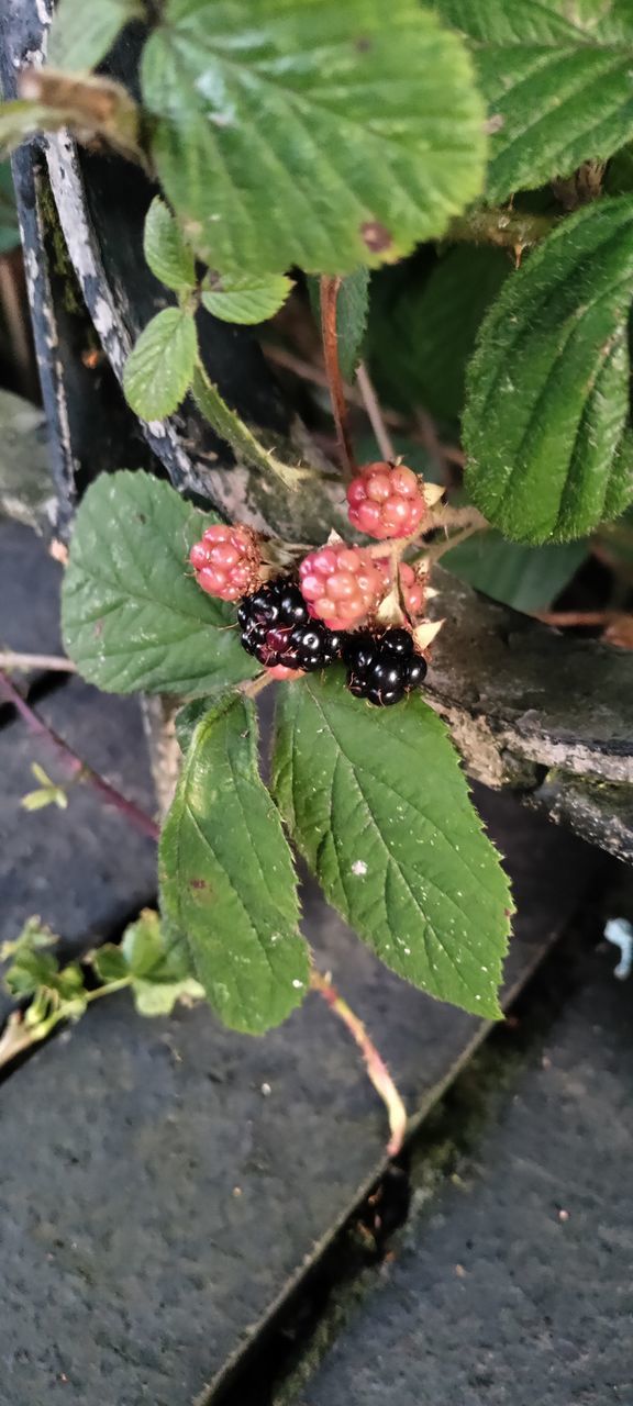 leaf, plant part, plant, nature, fruit, produce, no people, green, growth, day, flower, food and drink, close-up, food, dewberry, berry, blackberry, bramble, outdoors, tree, healthy eating, shrub, freshness, beauty in nature, high angle view, autumn, animal wildlife