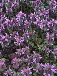 Close-up of purple flowering plants