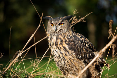 Close-up portrait of a bird perching on tree