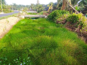 High angle view of trees growing on field