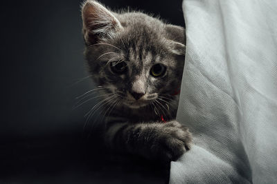 Close-up portrait of a cat