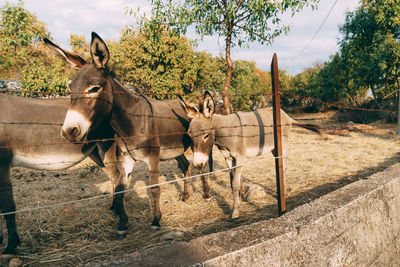 View of horse in field