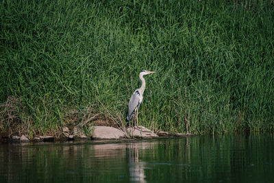 Bird perching at lakeshore against plants