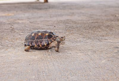 Close-up of a reptile on the beach