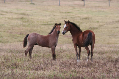 Horses standing in a field