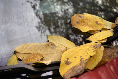 Close-up of autumn leaves on wood