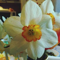 Close-up of yellow flower