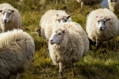 Sheep on field