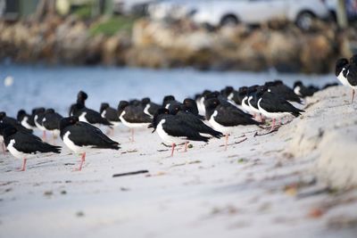 Flock of birds on beach