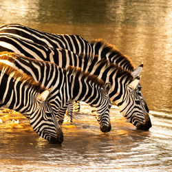 View of zebra drinking water