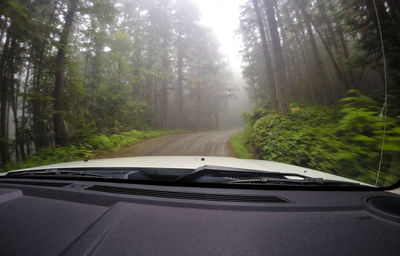 Car on road in forest