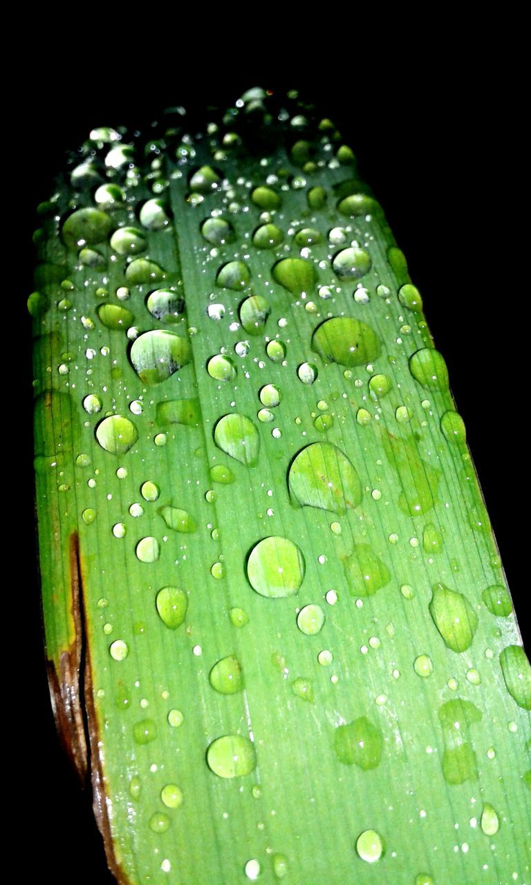 drop, leaf, water, wet, close-up, green color, leaf vein, dew, freshness, raindrop, nature, fragility, droplet, beauty in nature, growth, water drop, natural pattern, rain, purity, season