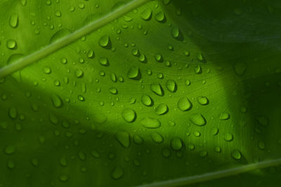 Water beading on a  jungle leaf